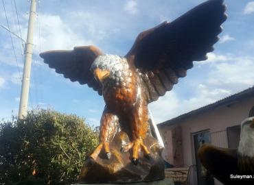 Беркут большой